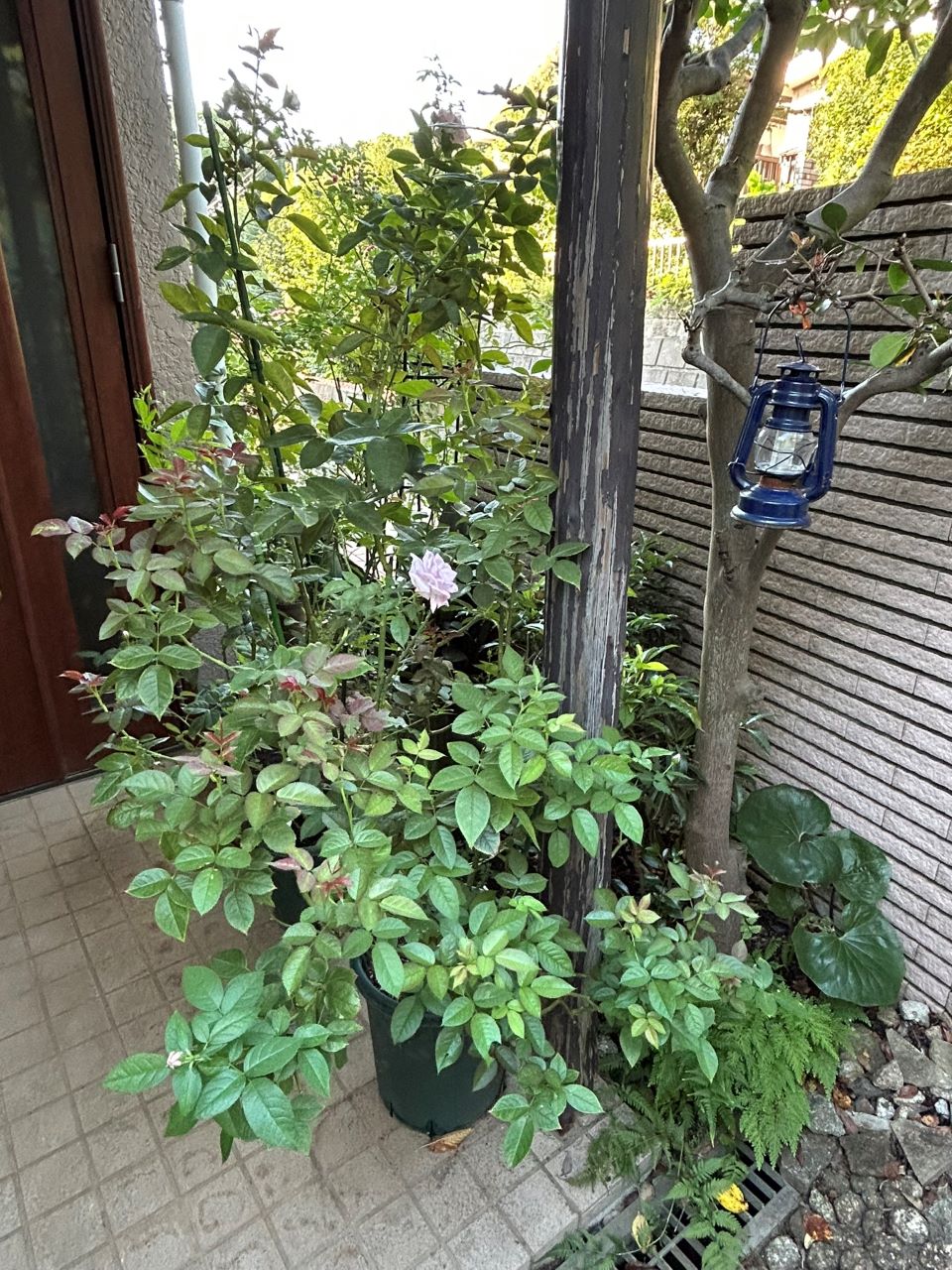 リラトロプフェン開花苗の60週後