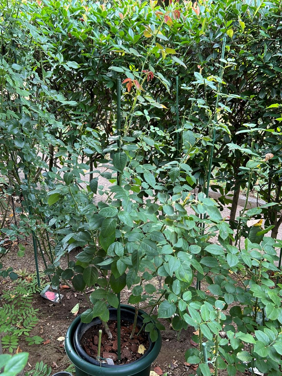 オリビア・ローズ・オースチン大苗74週後