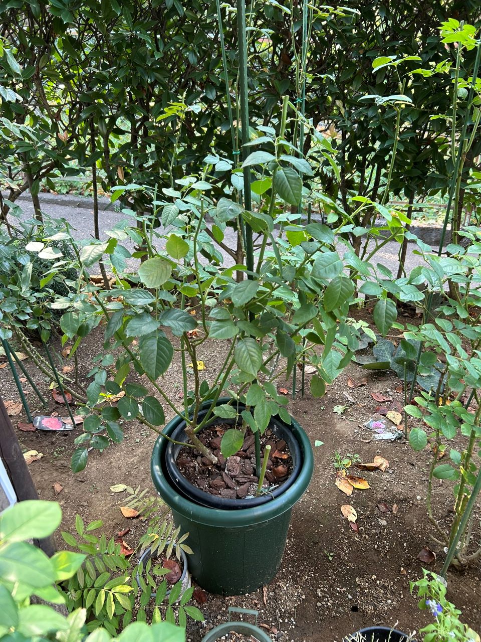 オリビア・ローズ・オースチン大苗77週後-2