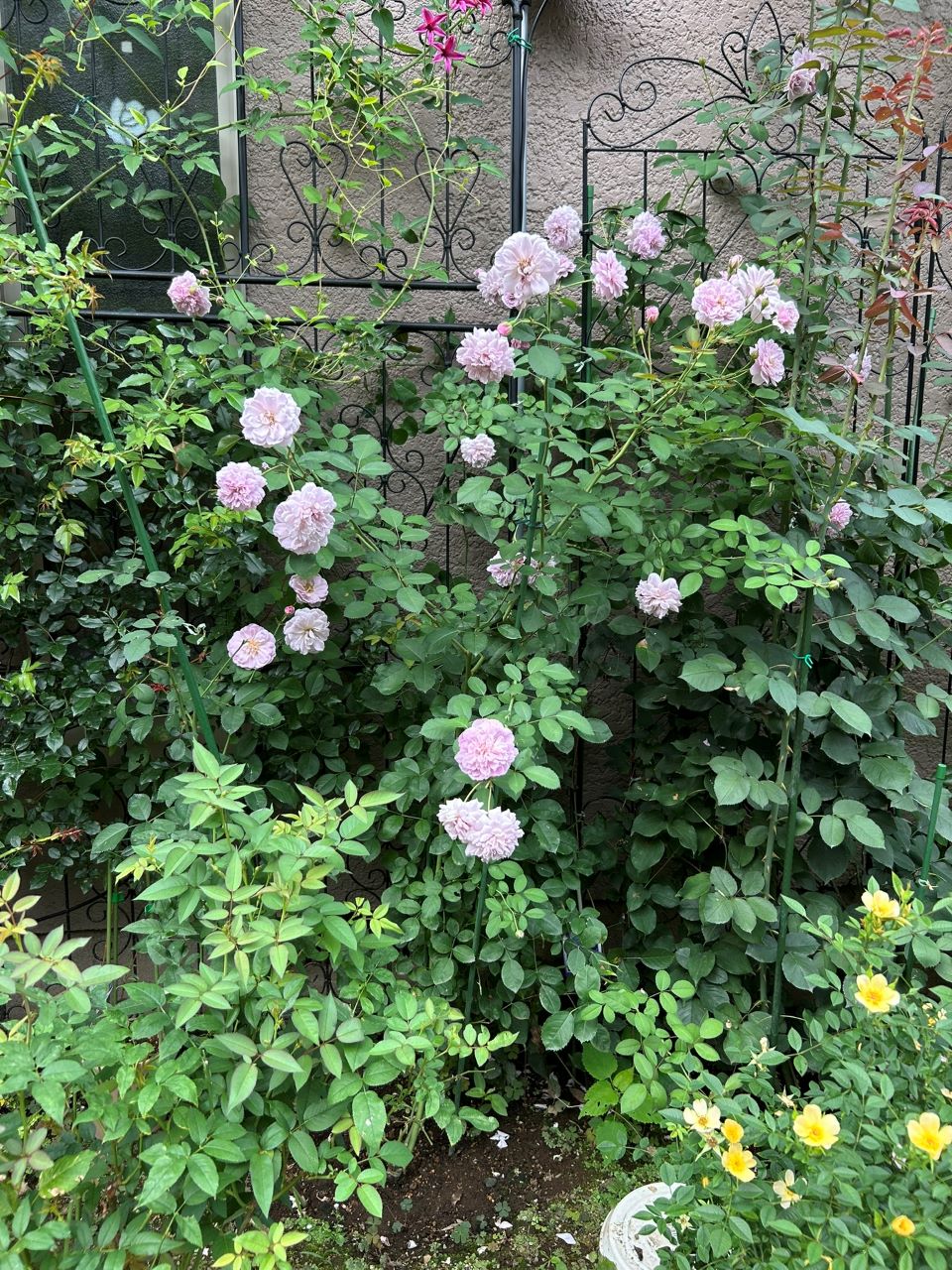 レイニーブルー開花苗61週後