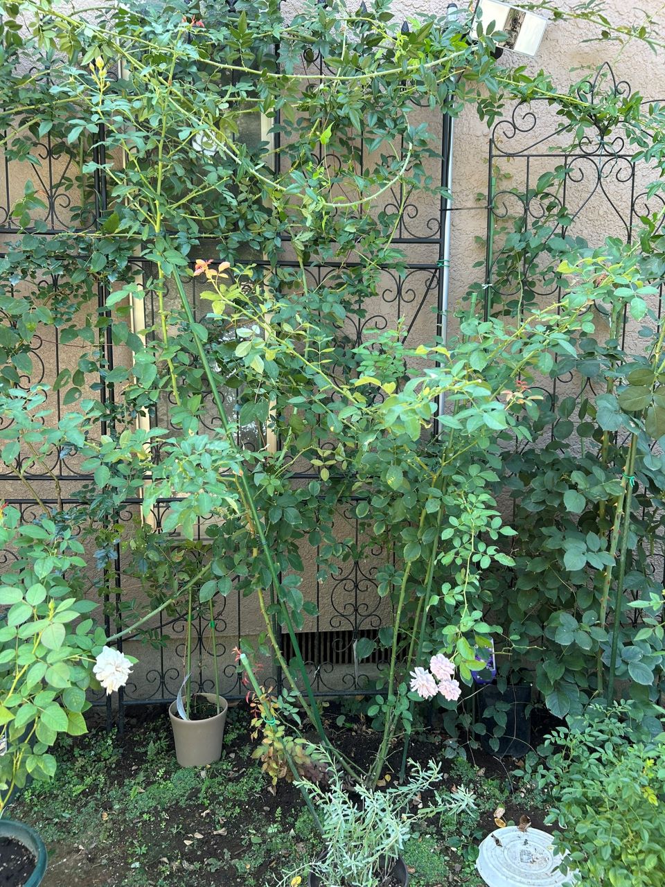 レイニーブルー開花苗69週後