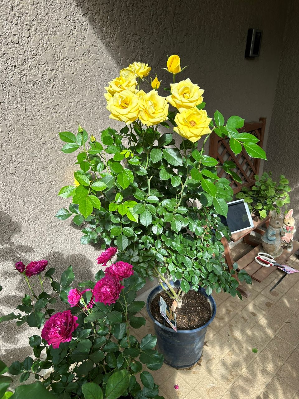 レヨンドゥソレイユ開花苗58週後