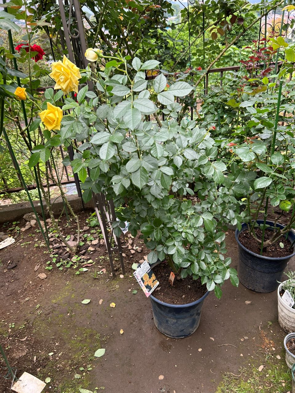 レヨンドゥソレイユ開花苗59週後