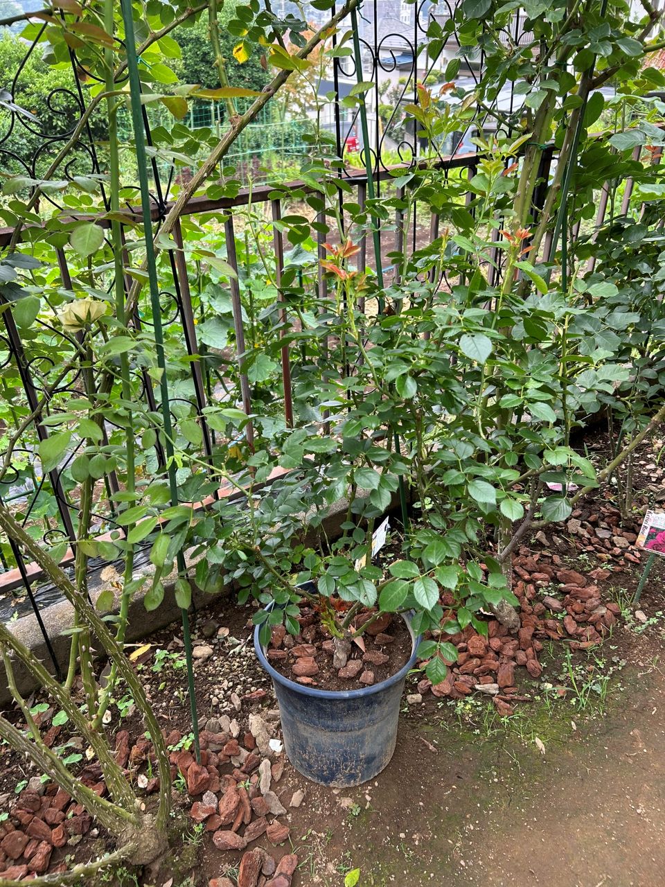 レヨンドゥソレイユ開花苗62週後