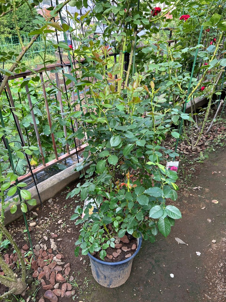 レヨンドゥソレイユ開花苗63週後