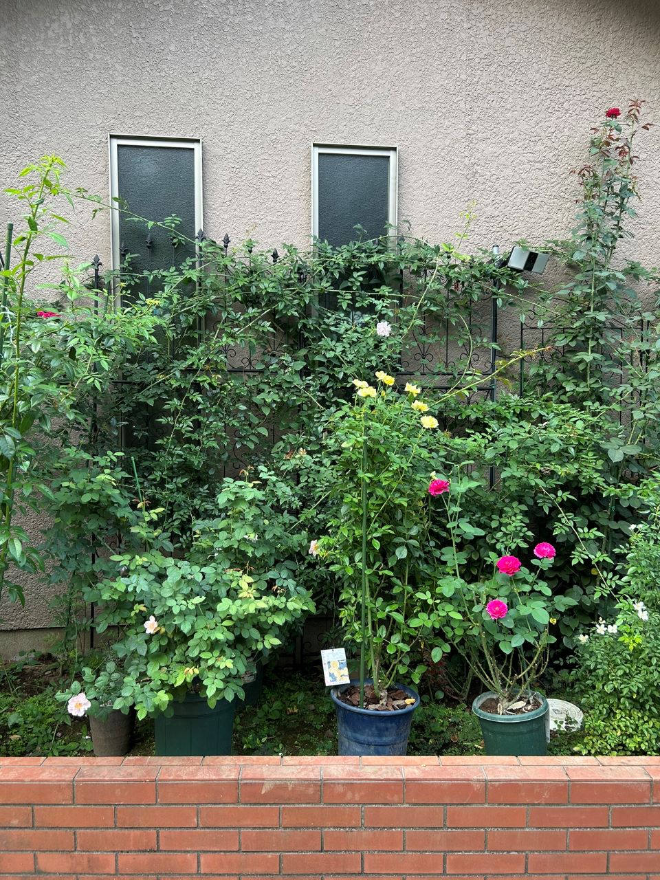 レヨンドゥソレイユ開花苗69週後