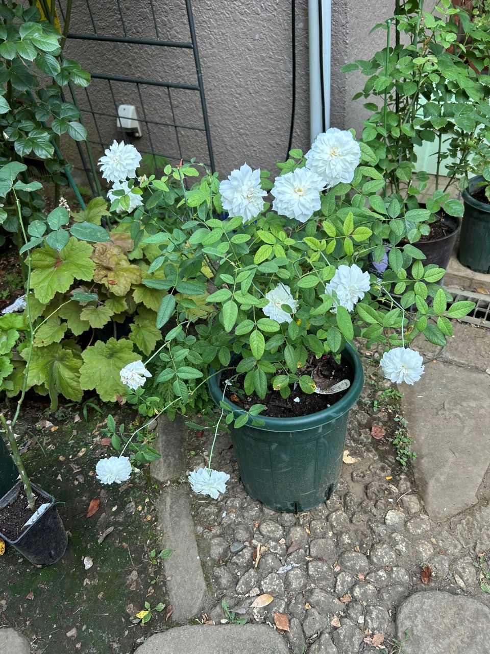 スーザンウィリアムズエリス冬大苗26週後