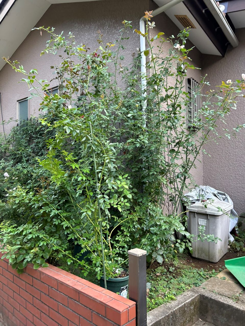 カミーユ大苗の87週後