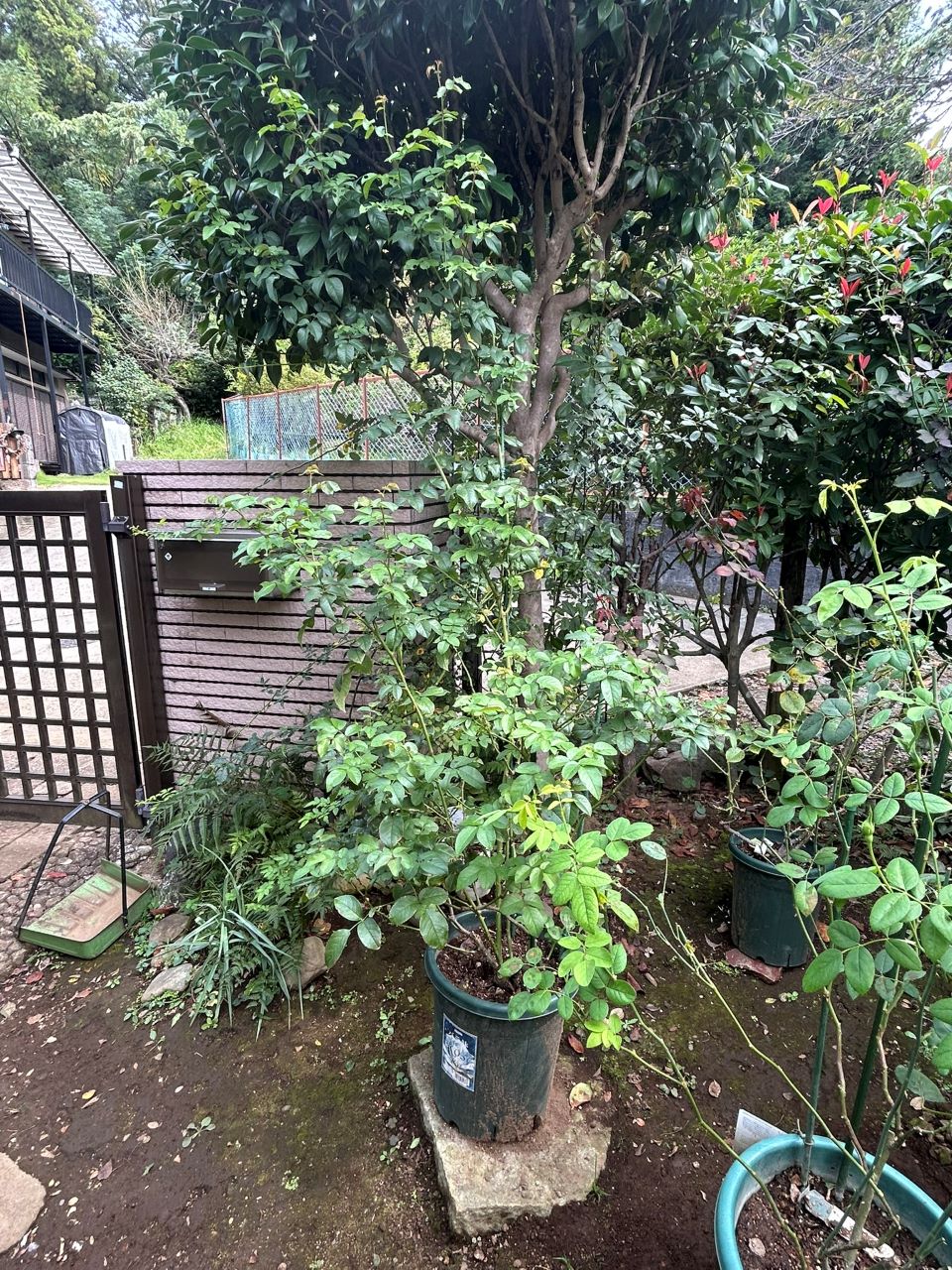 シャトー・ドゥ・シュベルニー大苗80週後