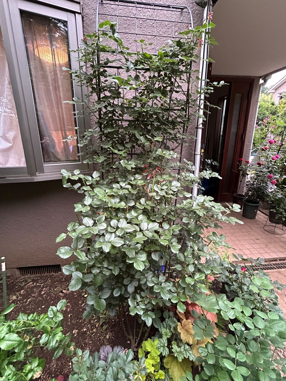 クリスティアーナの10月開花苗86週後