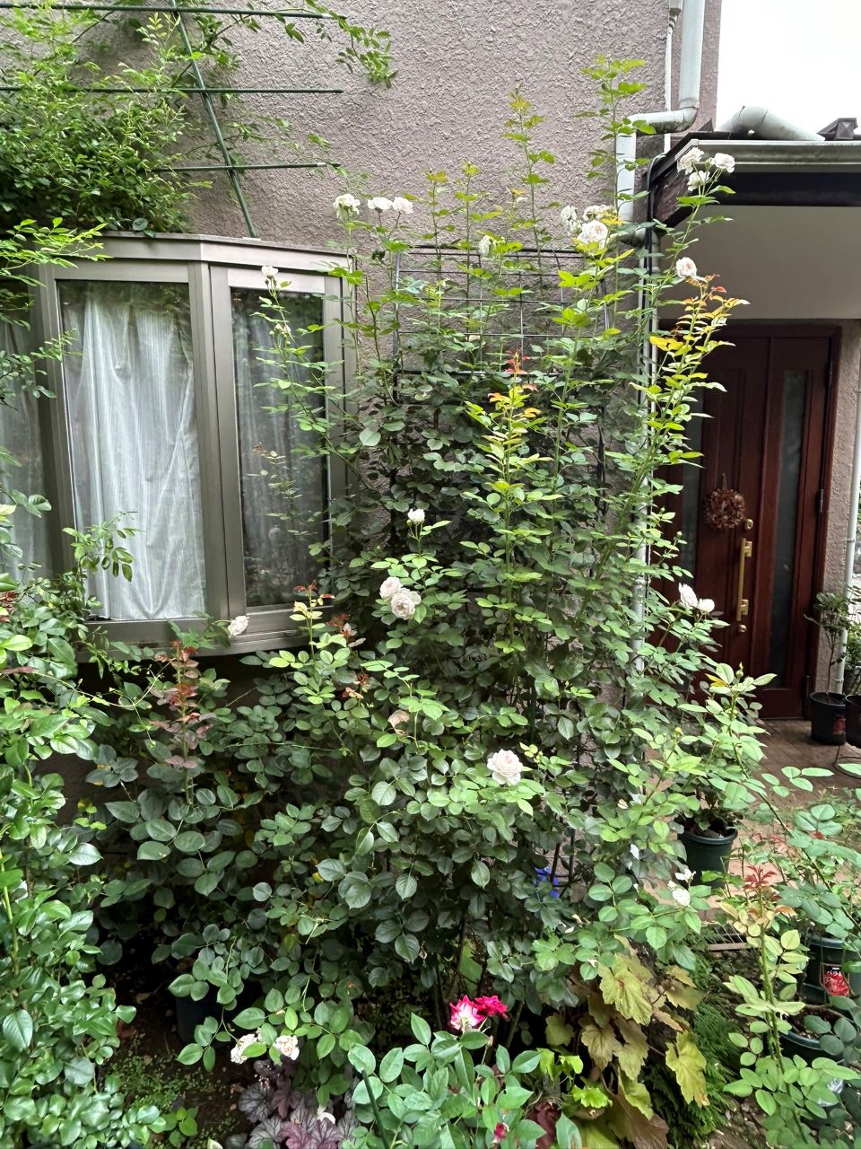 クリスティアーナの10月開花苗90週後