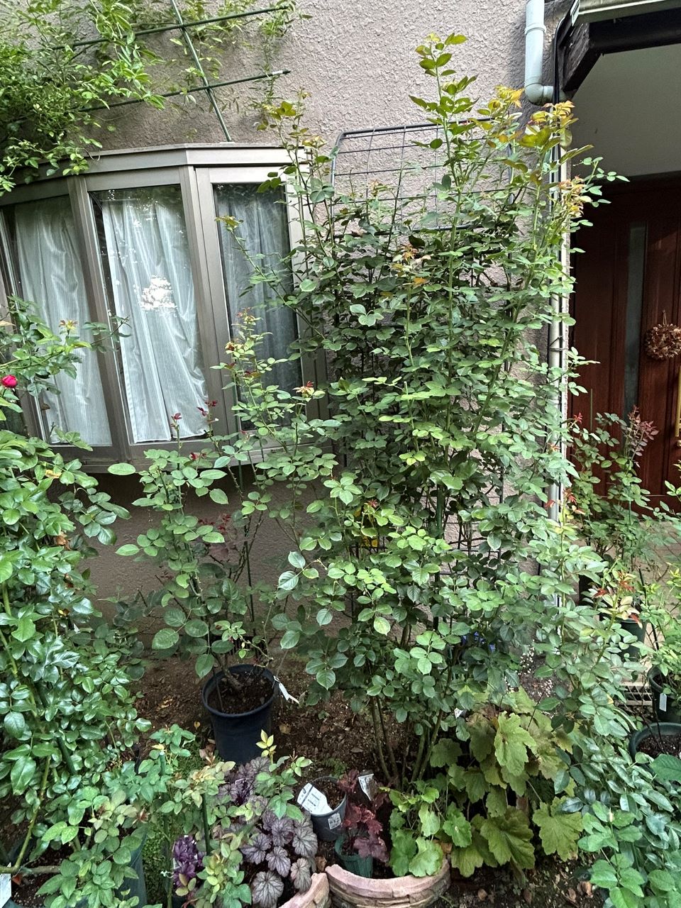 クリスティアーナの10月開花苗94週後