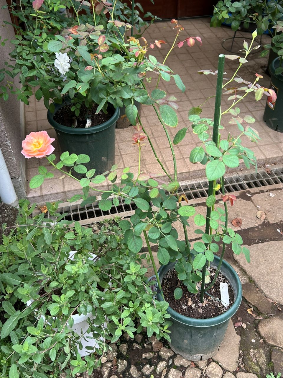 コンフィチュール開花苗の62週後