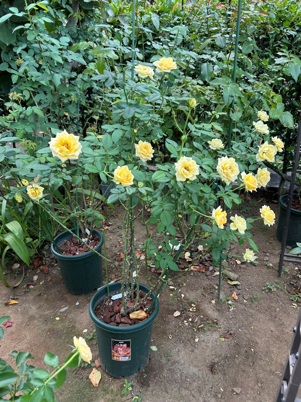 コート・ドール中苗の37週後