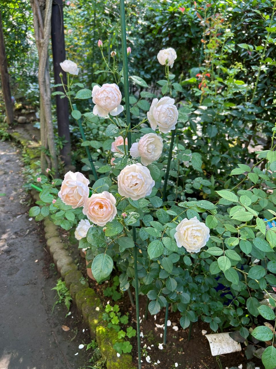 デスデモーナ15L鉢の94週後