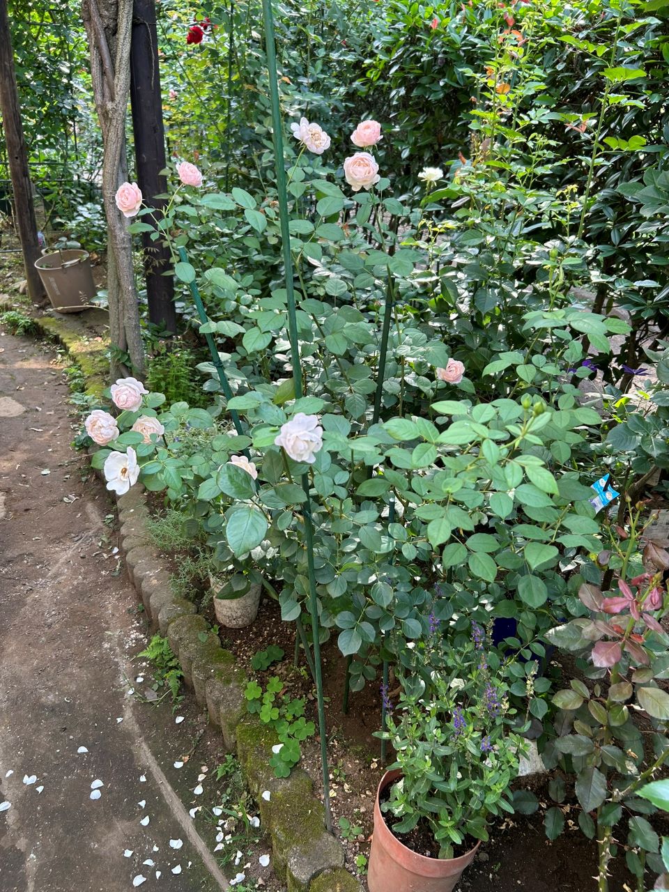 デスデモーナ15L鉢の95週後