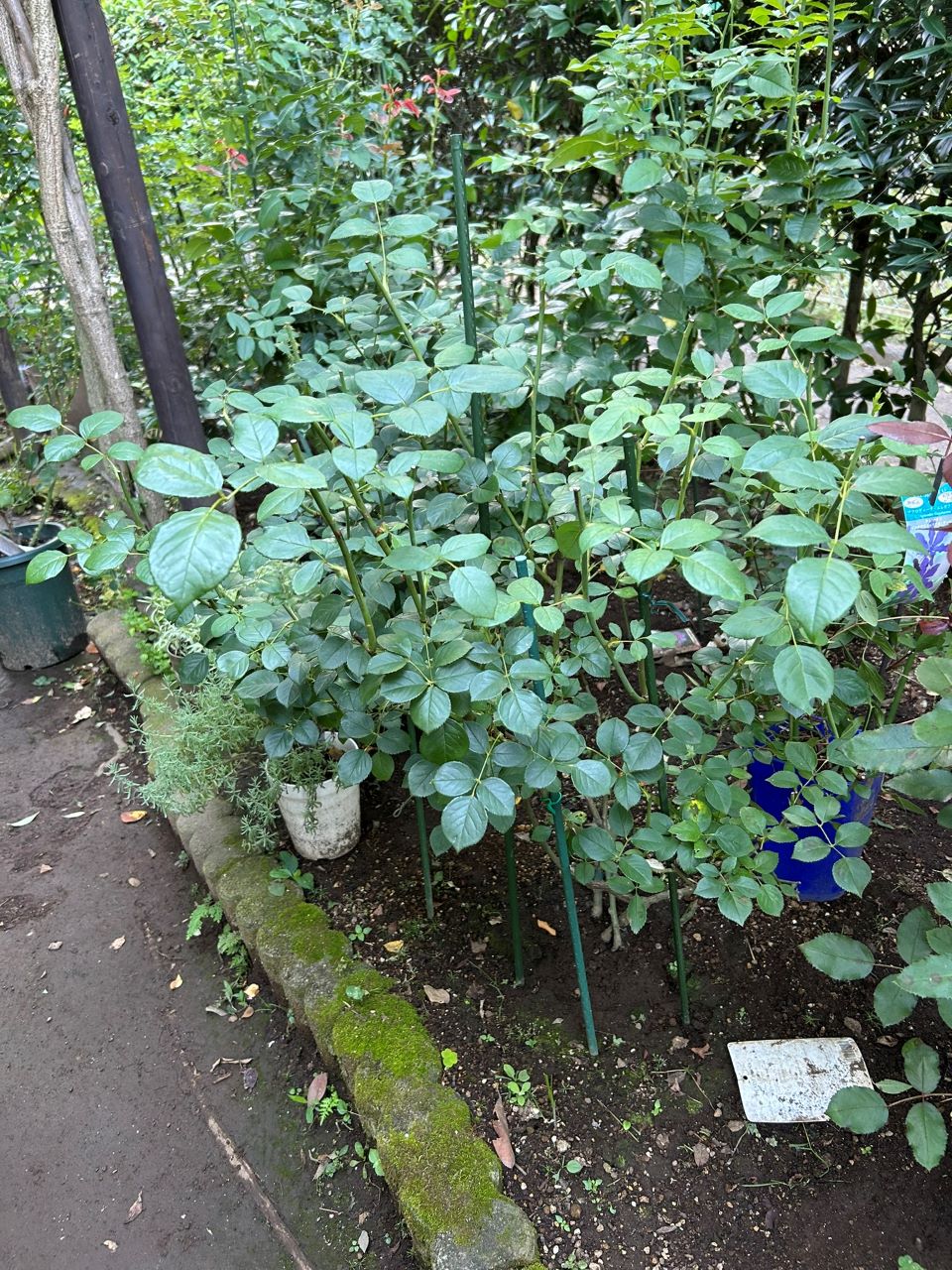 デスデモーナ15L鉢の98週後