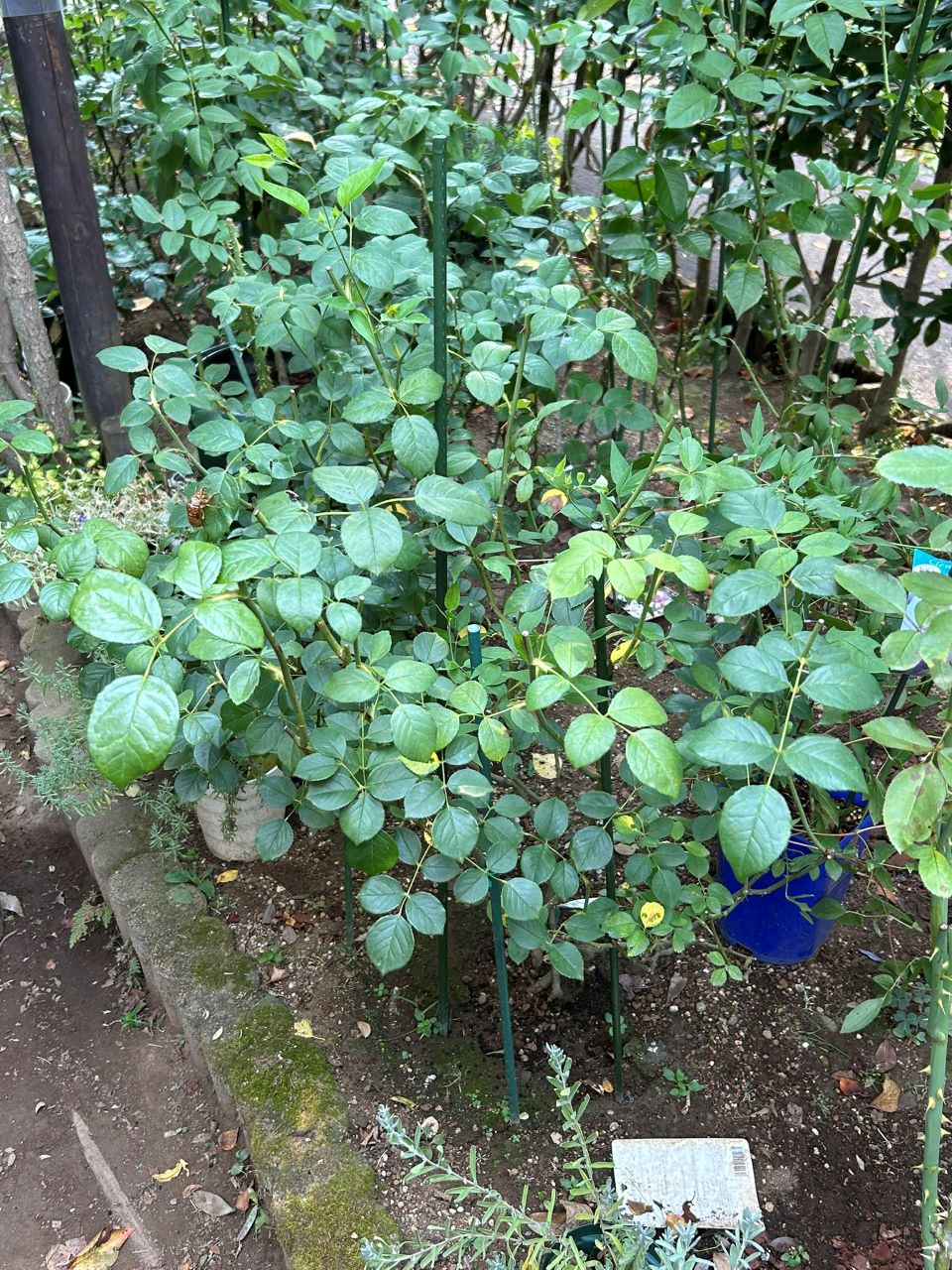 デスデモーナ15L鉢の100週後