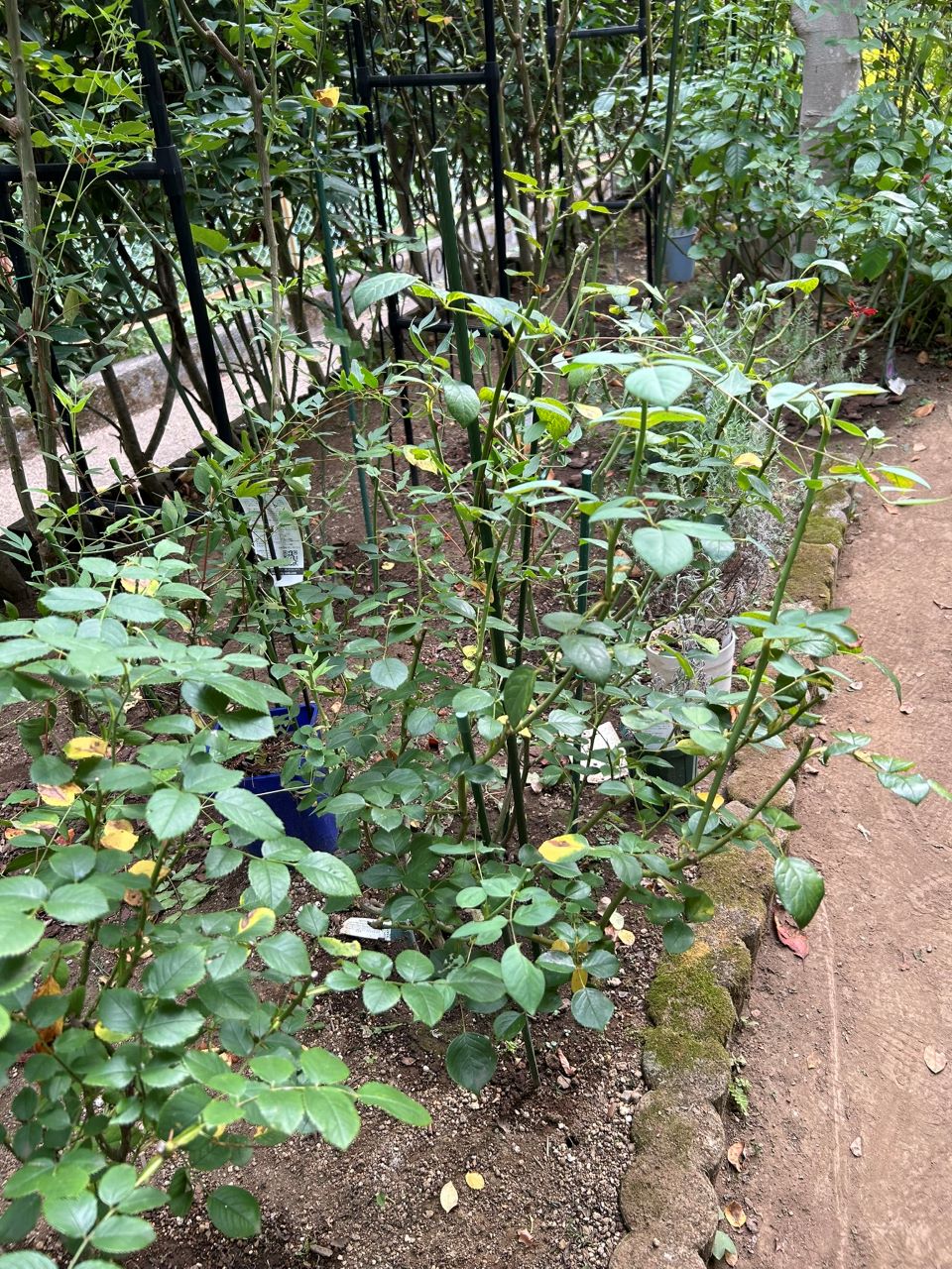 デスデモーナ15L鉢の104週後