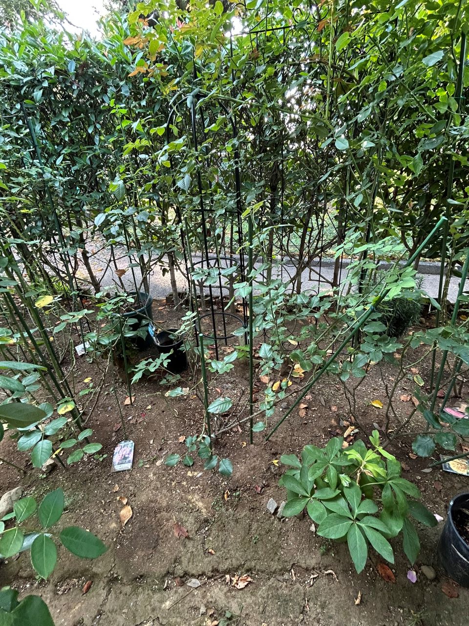 ガブリエル・オーク大苗90週後