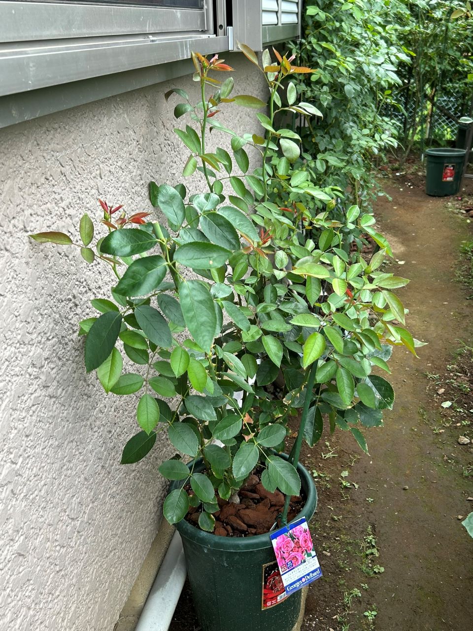 ジェネラシオン・ジャルダン裸苗73週後