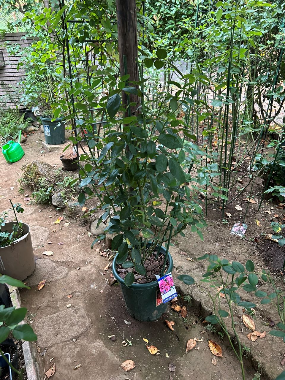 ジェネラシオン・ジャルダン裸苗81週後-2