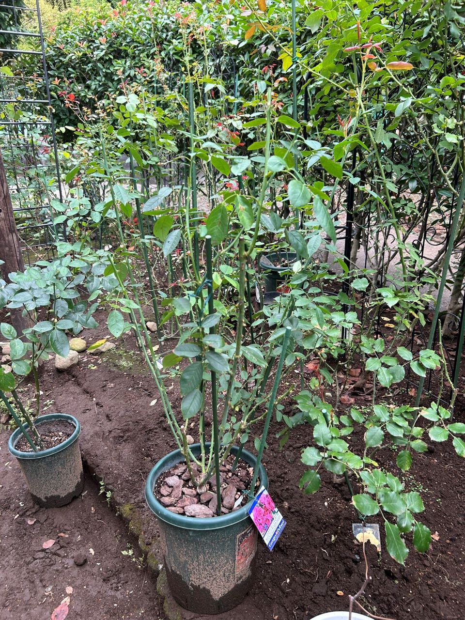 ジェネラシオン・ジャルダン裸苗83週後