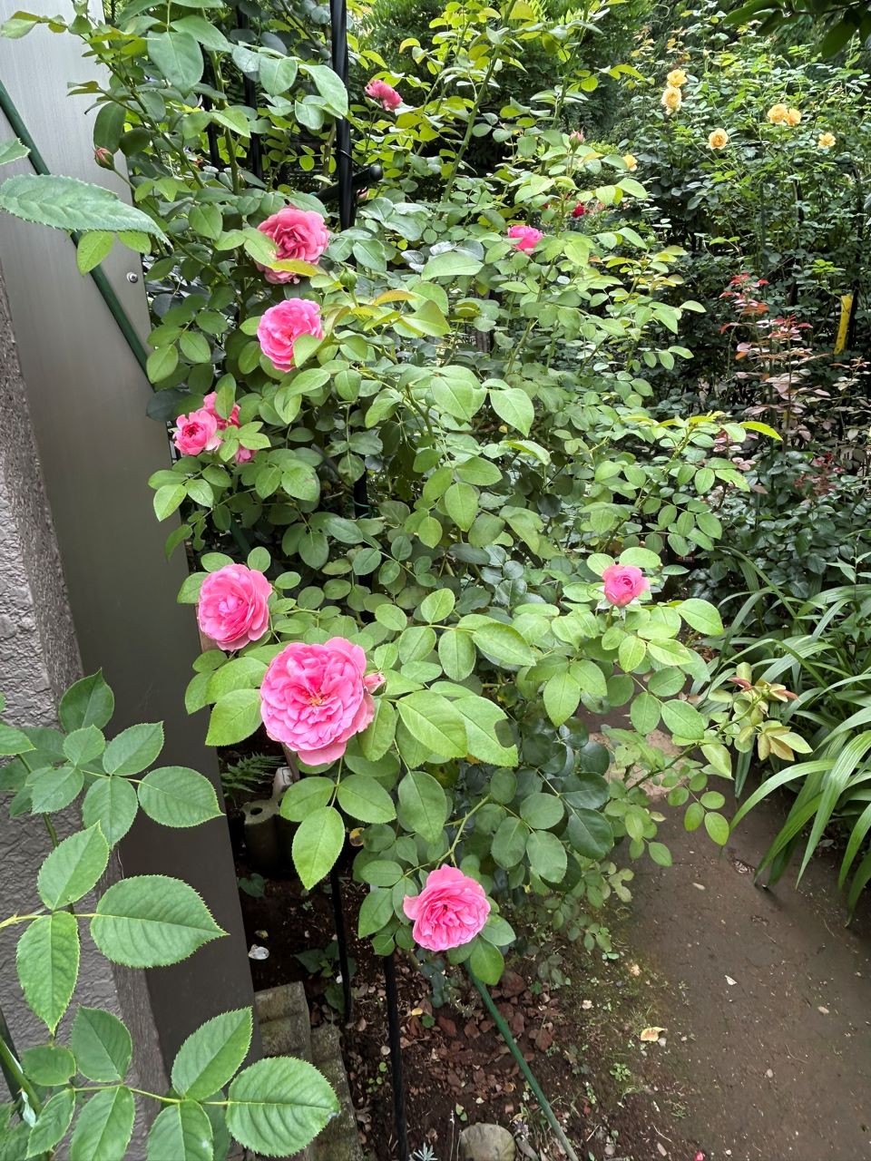 レオナルドダビンチ開花苗88週後