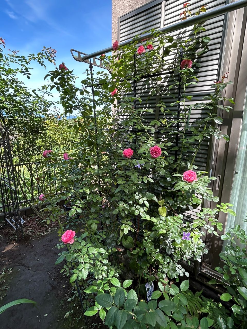 レオナルドダビンチ開花苗90週後