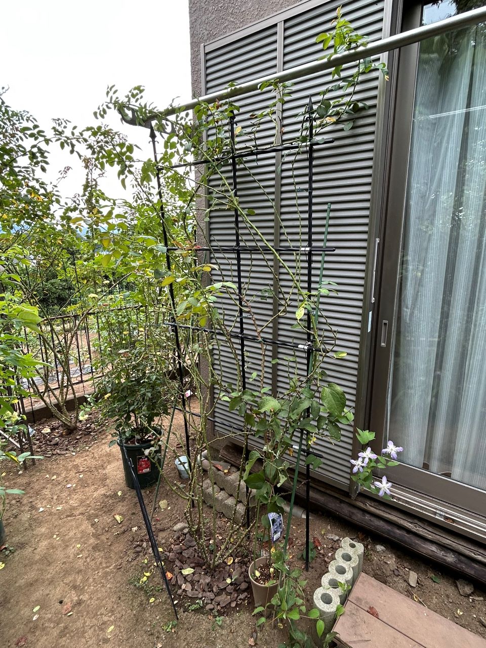 レオナルドダビンチ開花苗96週後