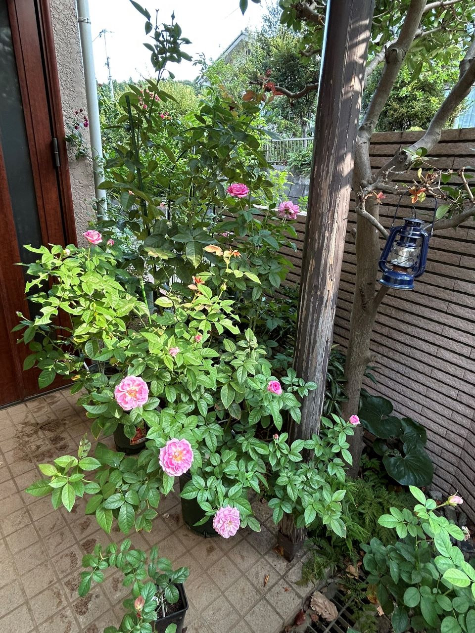 リラトロプフェン開花苗の62週後