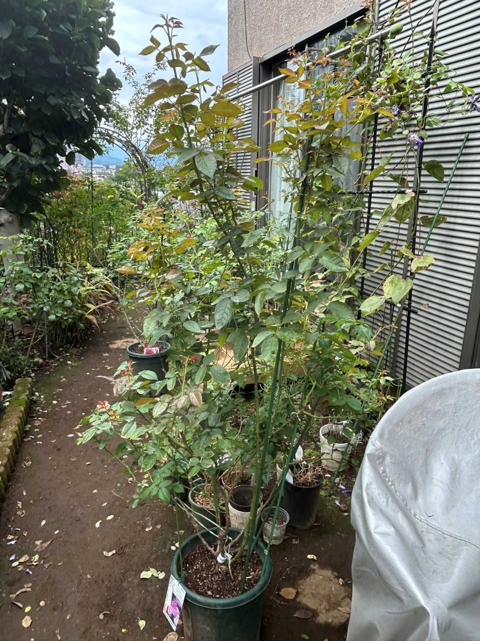 リラトロプフェン開花苗の66週後