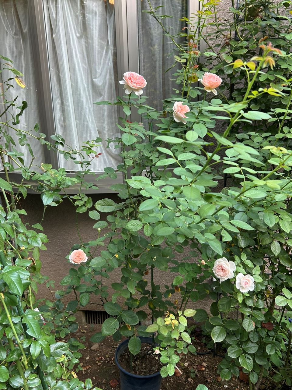 メルヘンツァウバー中苗47週後