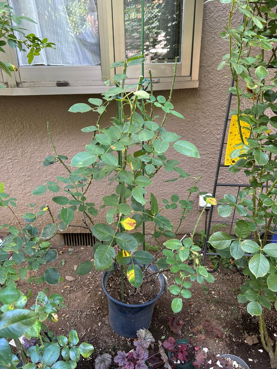 メルヘンツァウバー中苗47週後-2