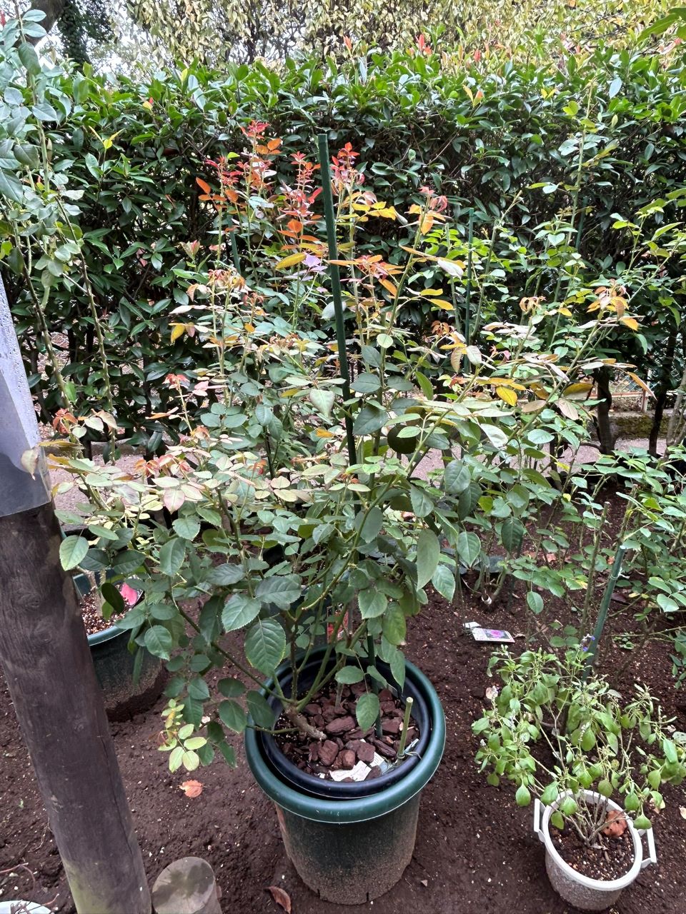 オリビア・ローズ・オースチン大苗80週後