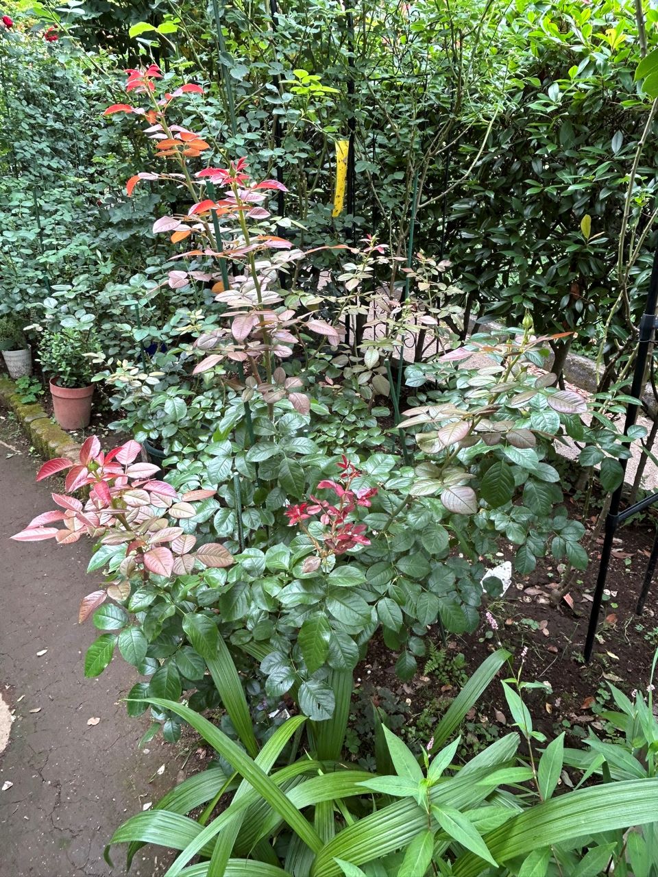 ロクサーヌ6月開花苗の99週後