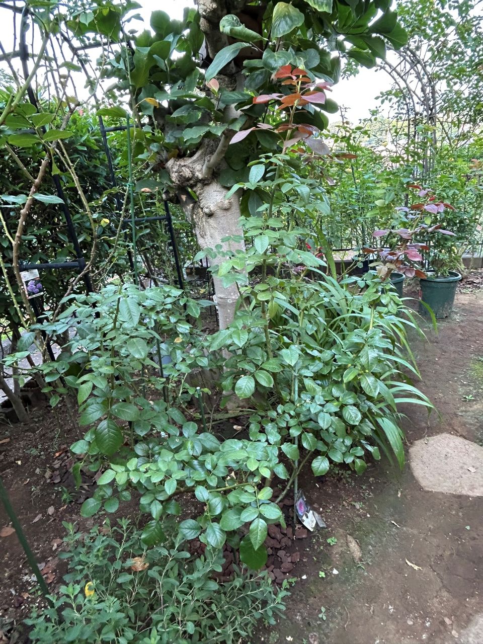 ロクサーヌ6月開花苗の104週後