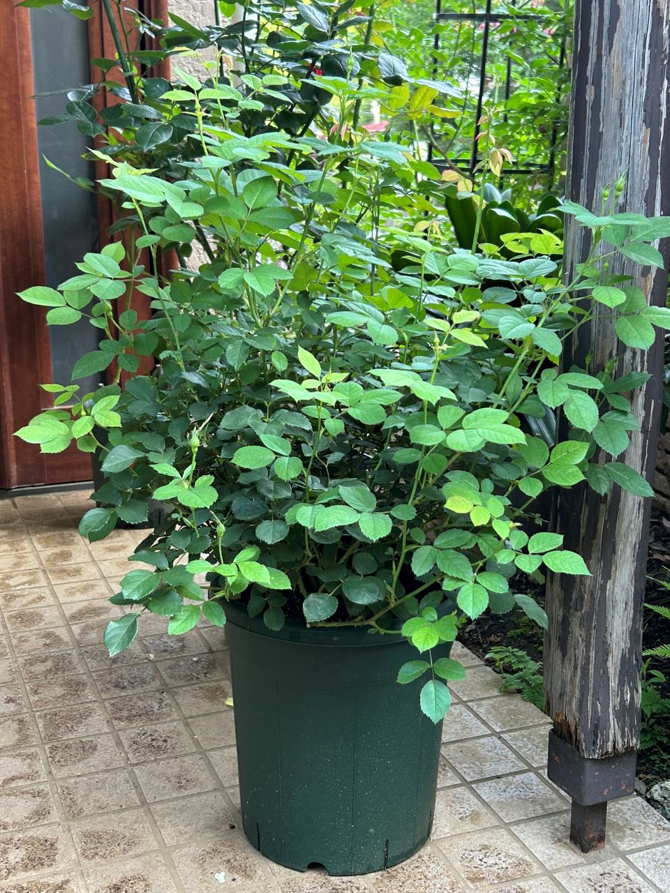 スキャボローフェア代替大苗の5週後