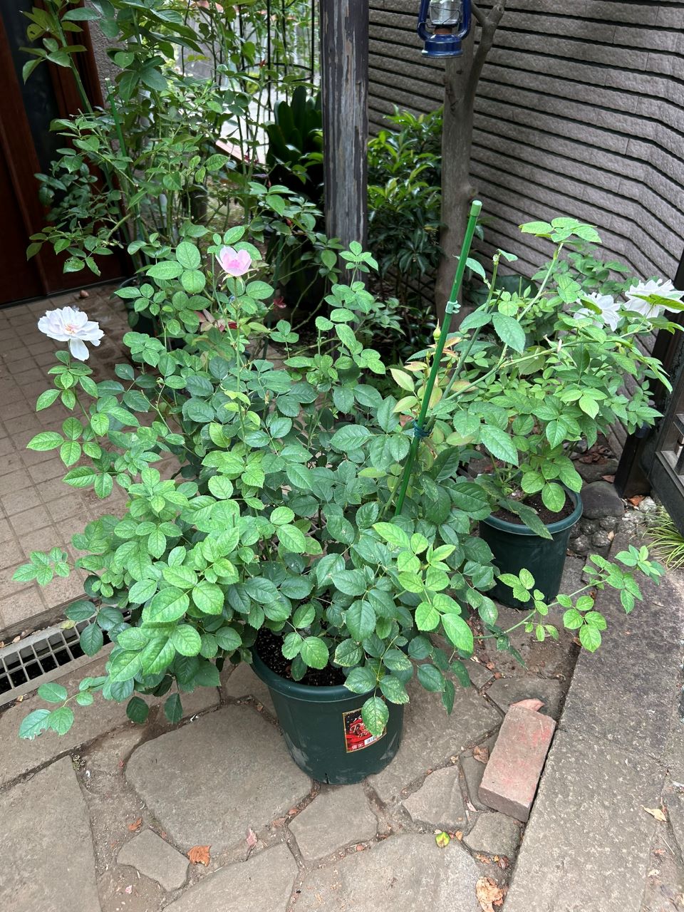 スキャボローフェア代替大苗の11週後