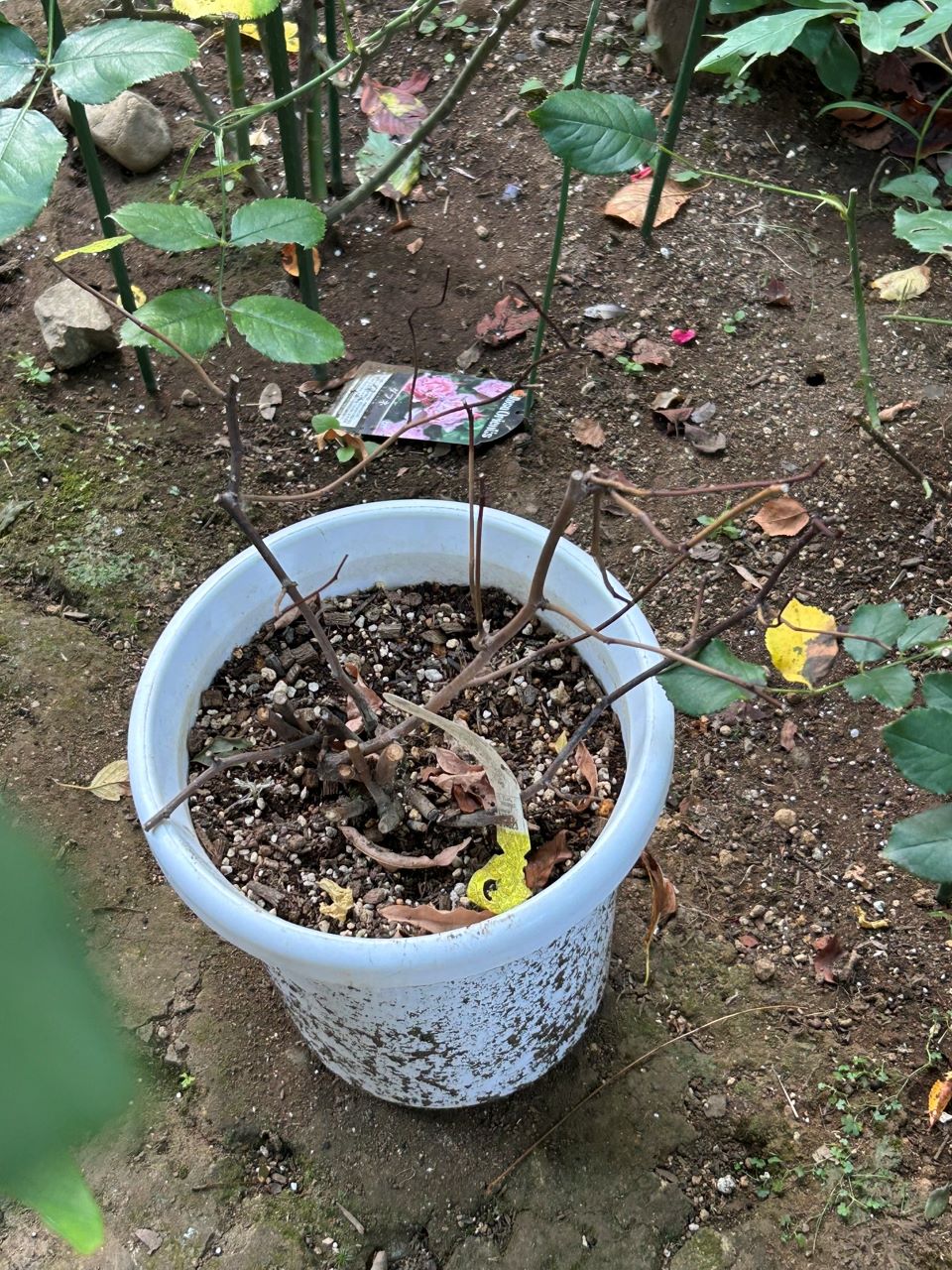 スノーグースランブラー冬大苗の29週後