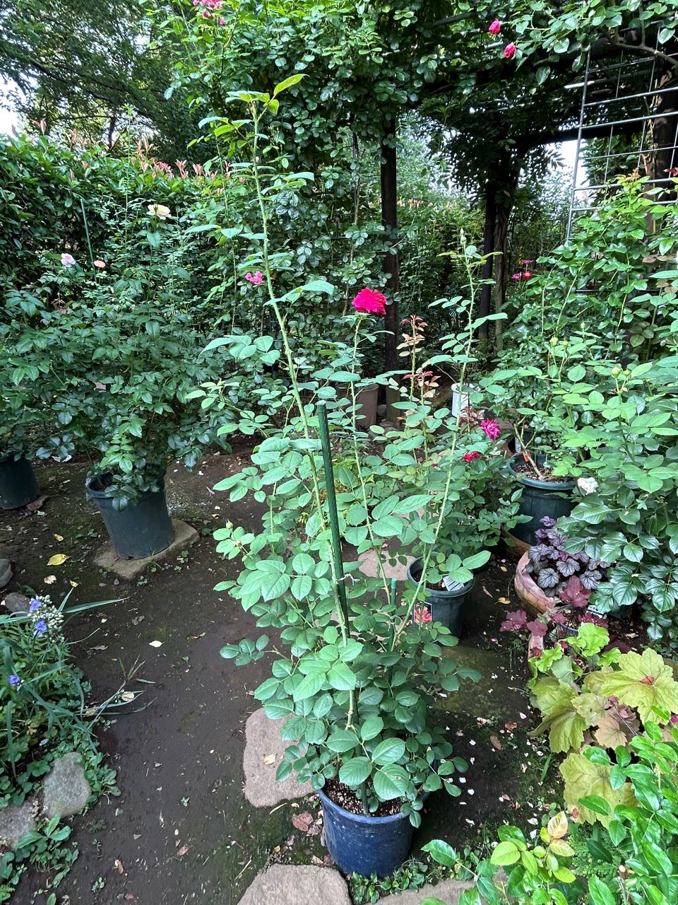 テス・オブ・ザ・ダーバービルズ春苗15週後