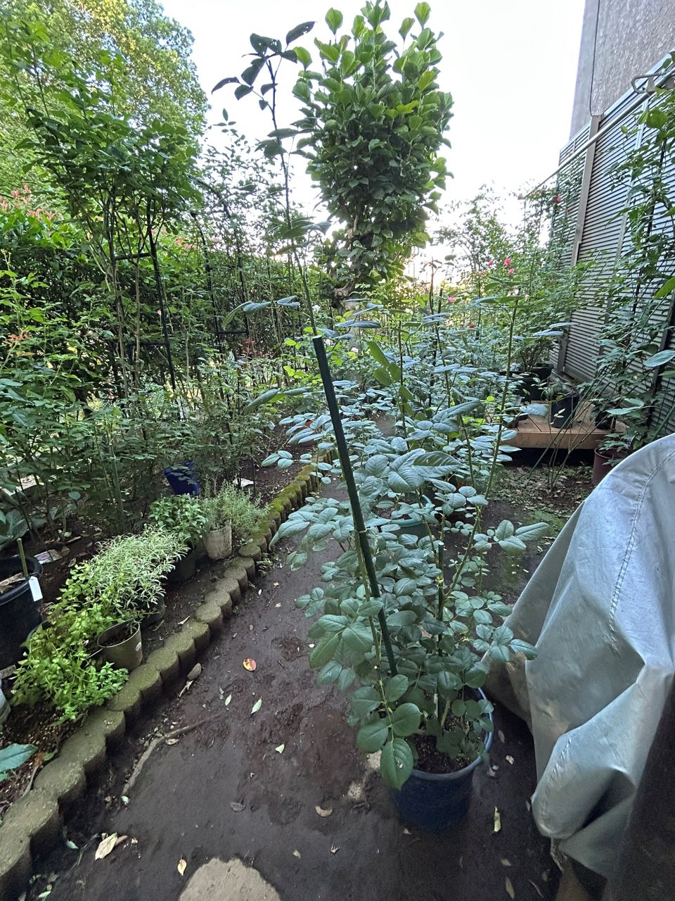 テス・オブ・ザ・ダーバービルズ春苗17週後