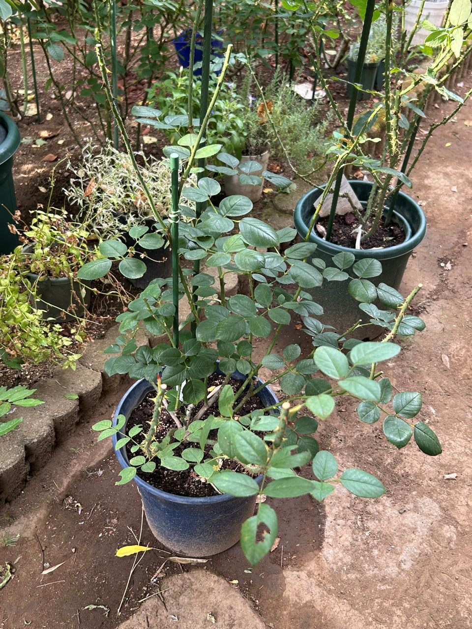 テス・オブ・ザ・ダーバービルズ春苗20週後