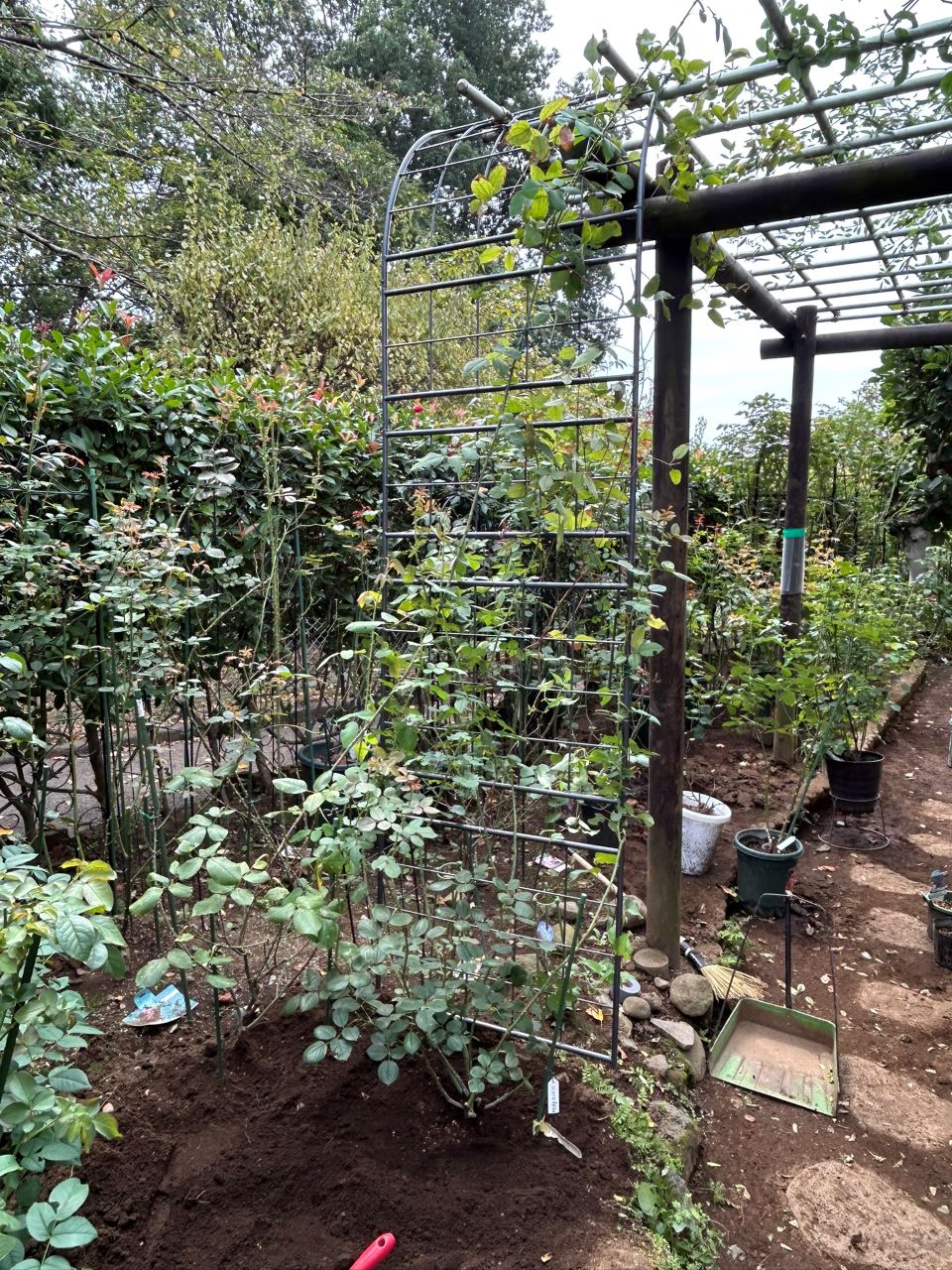 テス・オブ・ザ・ダーバービルズ春苗26週後