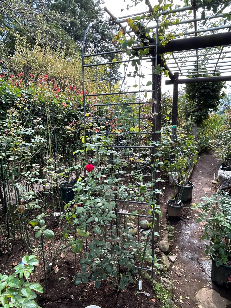 テス・オブ・ザ・ダーバービルズ春苗27週後