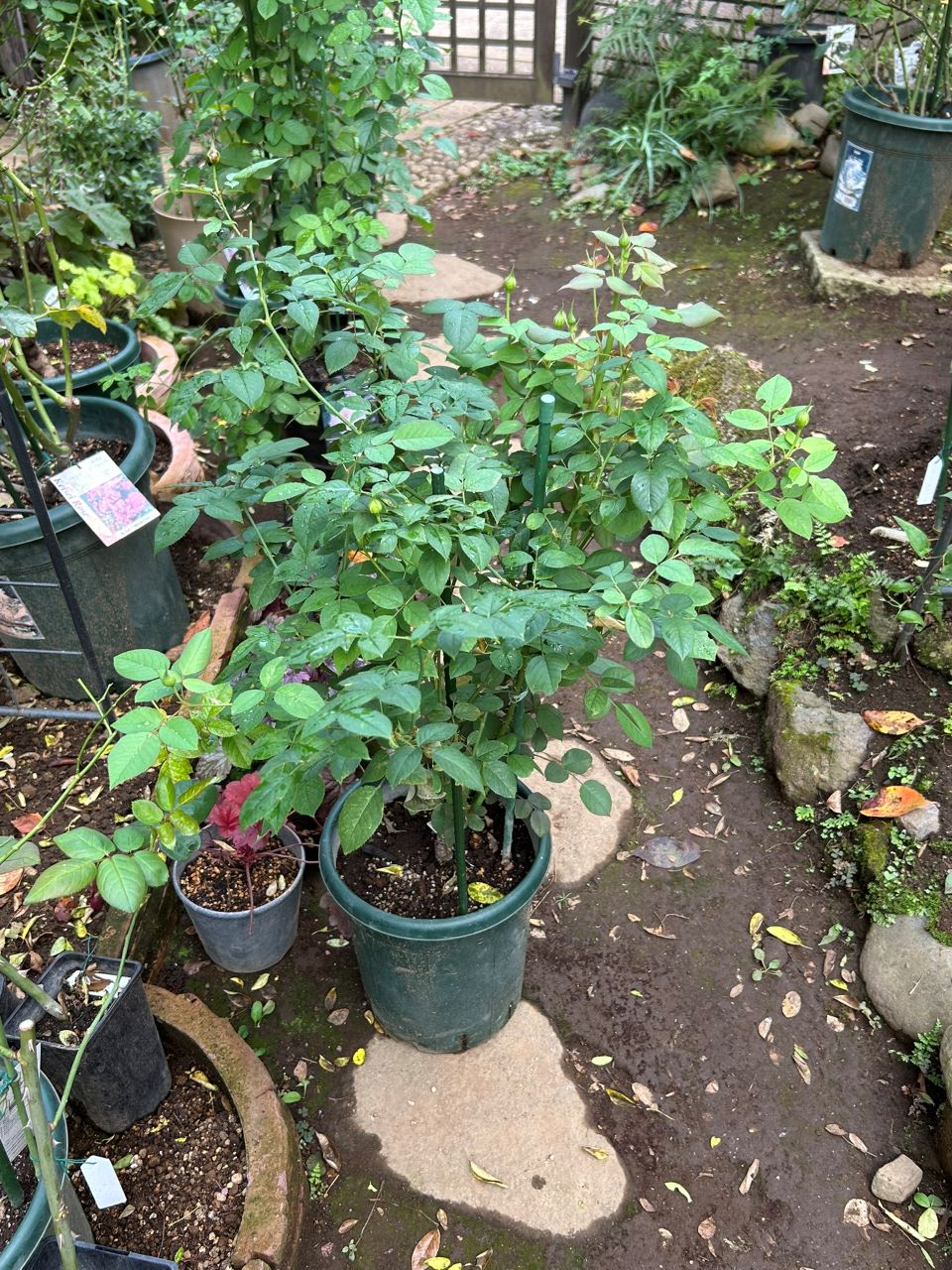 ザセレスティアル新苗の19週後