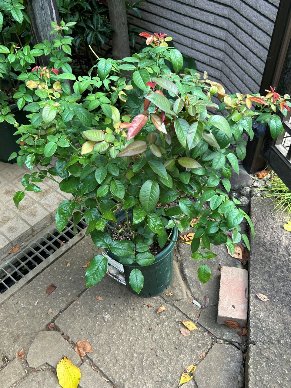 ボレロ大苗の23週後