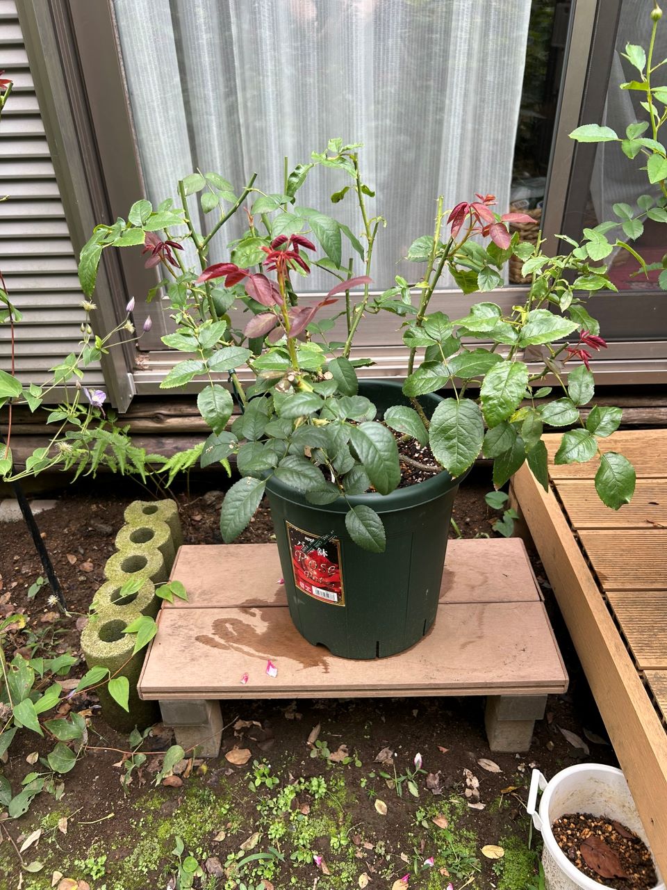 ボレロ大苗の27週後