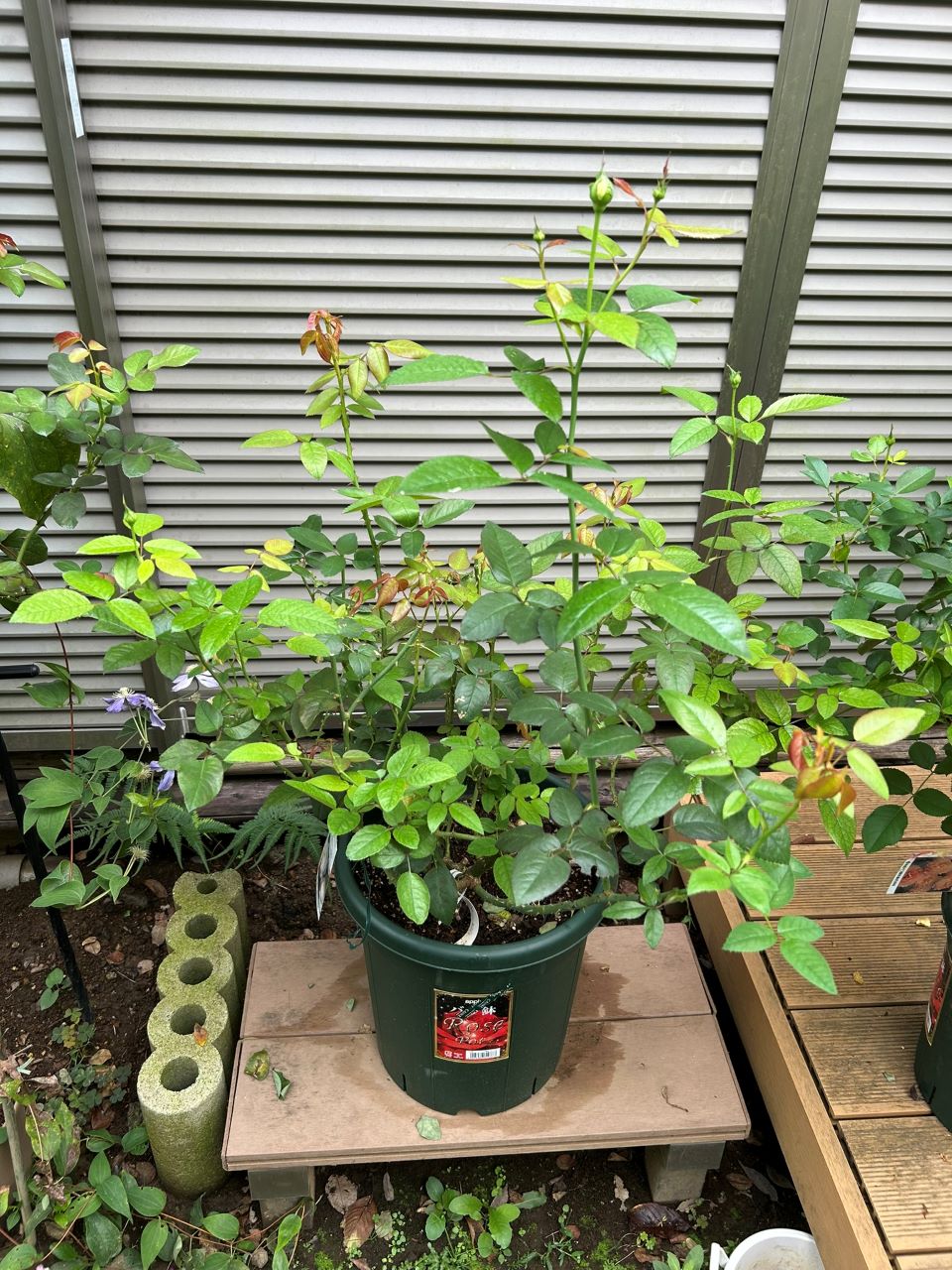 ボレロ大苗の29週後