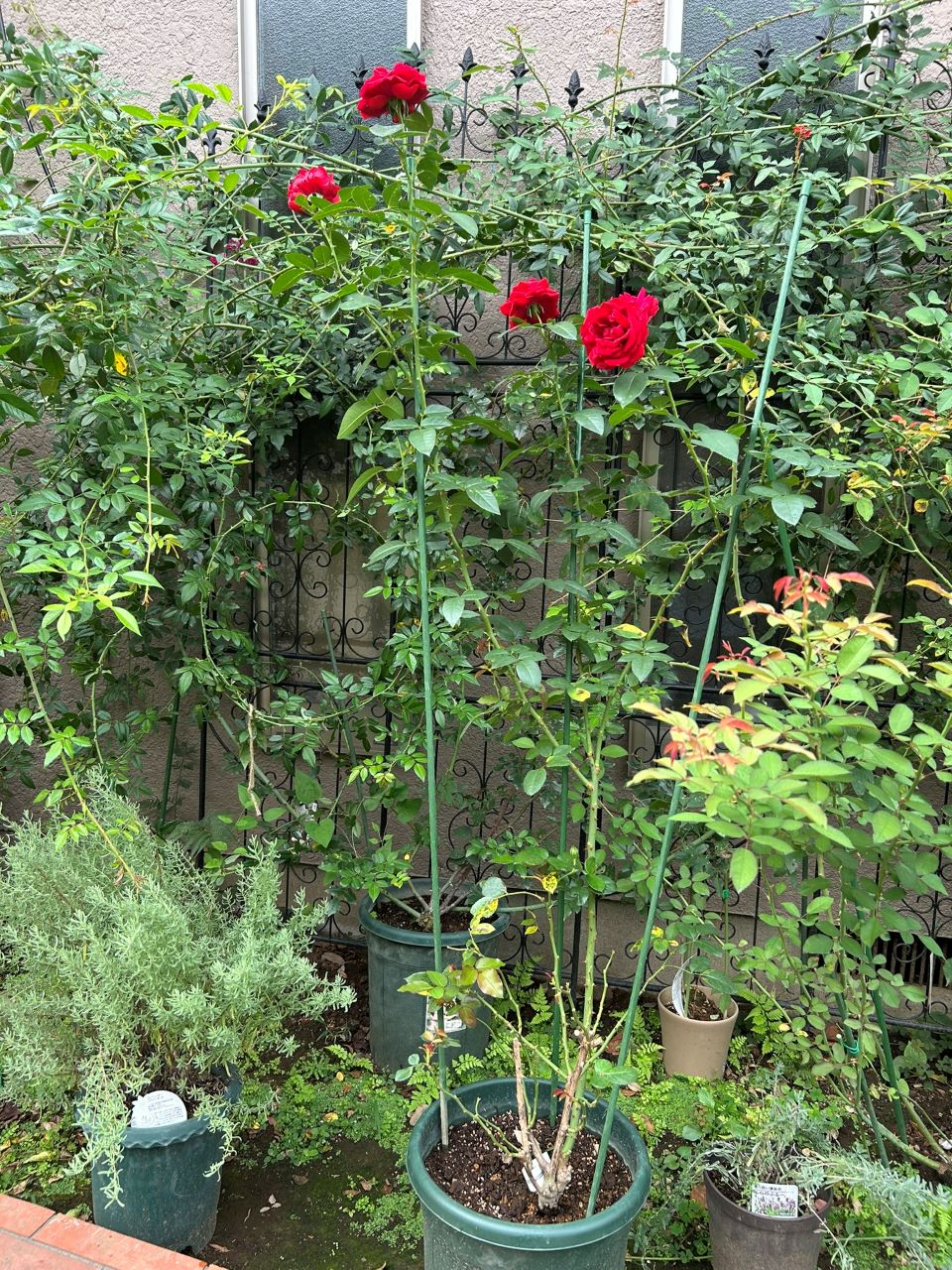 ライデンシャフト開花苗の17週後